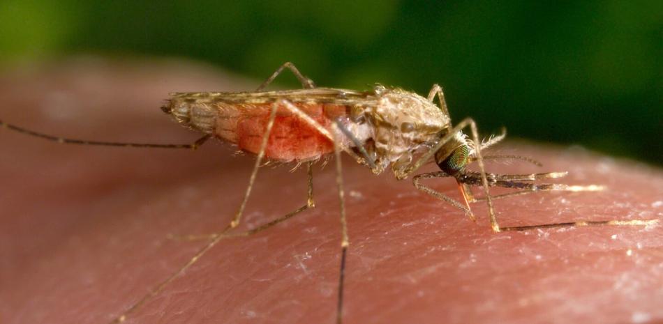 Mosquito Anopheles gambiae, transmisor de la malaria.