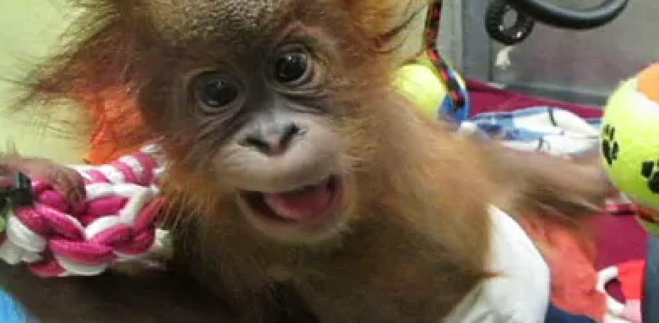 Bebé orangután