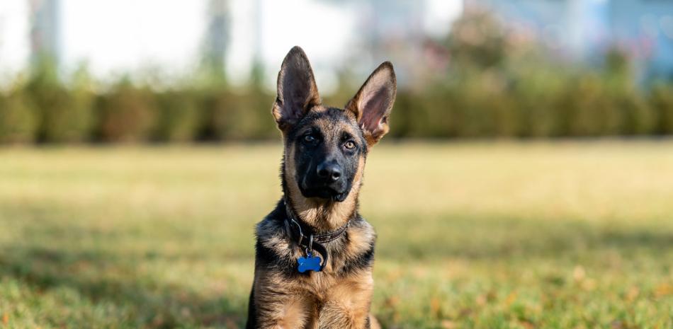 Commander, perro del presidente Joe Biden