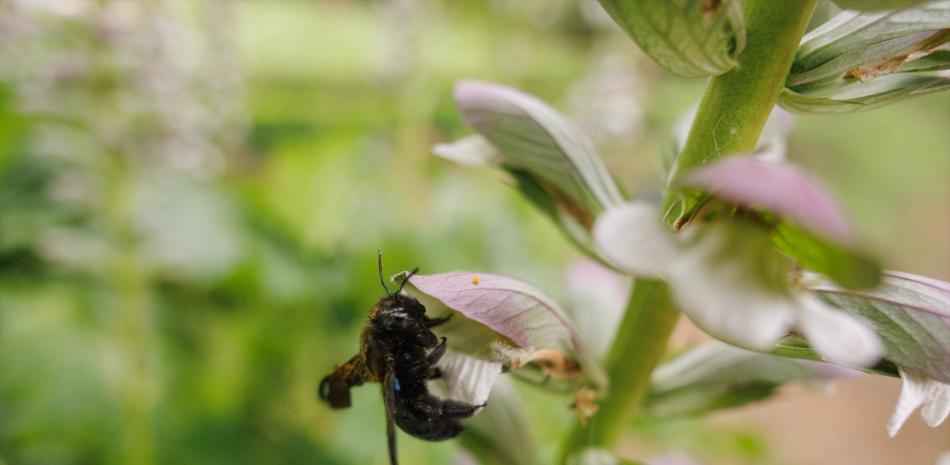 Una avispa en una flor con motivo del Día Internacional de la Diversidad Biológica, en el Jardín Botánico, a 22 de mayo de 2023, en Madrid (España). El Día Internacional de la Diversidad Biológica es una fecha que se celebra el 22 de mayo de cada año, por decisión de la Asamblea General de las Naciones Unidas del 20 de diciembre de 2000, en la Resolución 55/201, con el objetivo de crear conciencia acerca de la importancia que tiene la biodiversidad para los seres humanos y la necesidad de cuidarla y preservarla para las futuras generaciones.
22 MAYO 2023;MADRID;JARDIN BOTÁNICO;DIA INTERNACIONAL DE LA DIVERSIDAD BIOLÓGICA
Eduardo Parra / Europa Press
(Foto de ARCHIVO)
22/5/2023