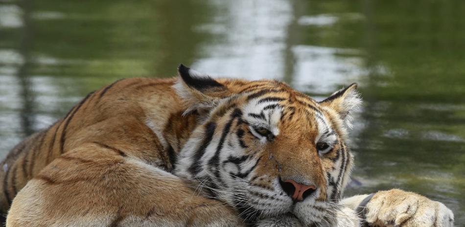 Un tigre siberiano se refresca en medio de temperaturas sofocantes