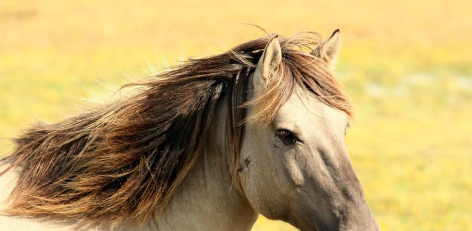 Caballo