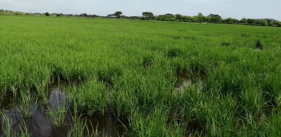 El desvío del río Masacre por parte de los haitianos afecta la producción de arroz