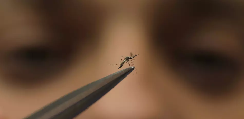 Un técnico de laboratorio sostiene un mosquito macho en la fábrica del Programa Mundial de Mosquitos, en Medellín, Colombia, el jueves 10 de agosto de 2023.