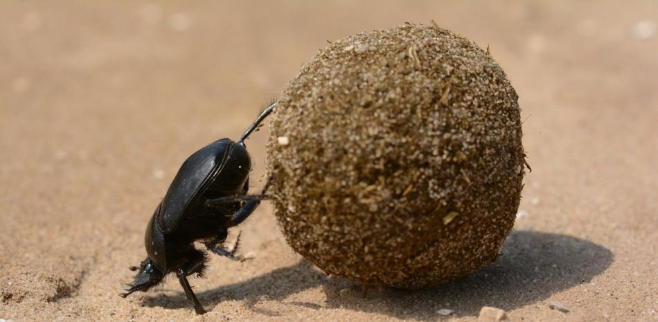 Escarabajo pelotero y heces fecales