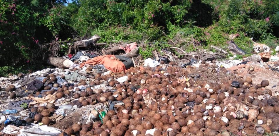 Cientos de unidades de coco dañados que fueron lanzados a un basural de Pedernales, al no poder venderlos su dueño a compradores haitianos.