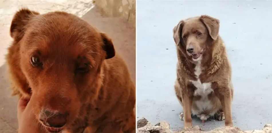 Bobi, el perro más longevo del mundo murió