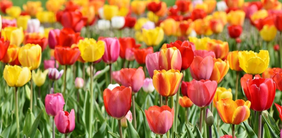 Fotografía muestra jardín de tulipanes.