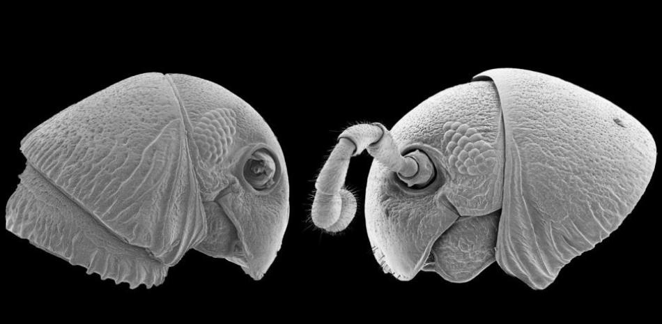 Cabezas conservadas de dos nuevas especies de milpiés.