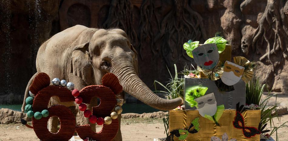 Fotografía de la elefanta Trompita celebrando su cumpleaños número 63, en el zoológico La Aurora, en la Ciudad de Guatemala (Guatemala). Con una enorme torta de frutas y maní, junto a su cuidador Romeo López y decenas de visitantes, se festejó al animal que se ha convertido en el emblema de este popular parque en el país centroamericano.