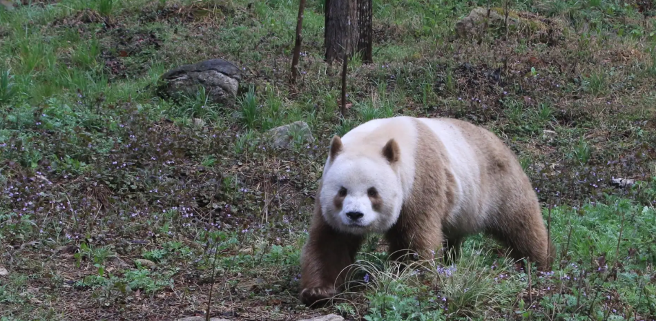 oso panda pardo