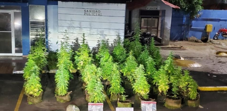 Plantación de marihuana en Puerto Plata