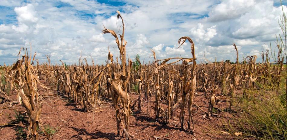 El maíz se marchitó durante una sequía en Texas