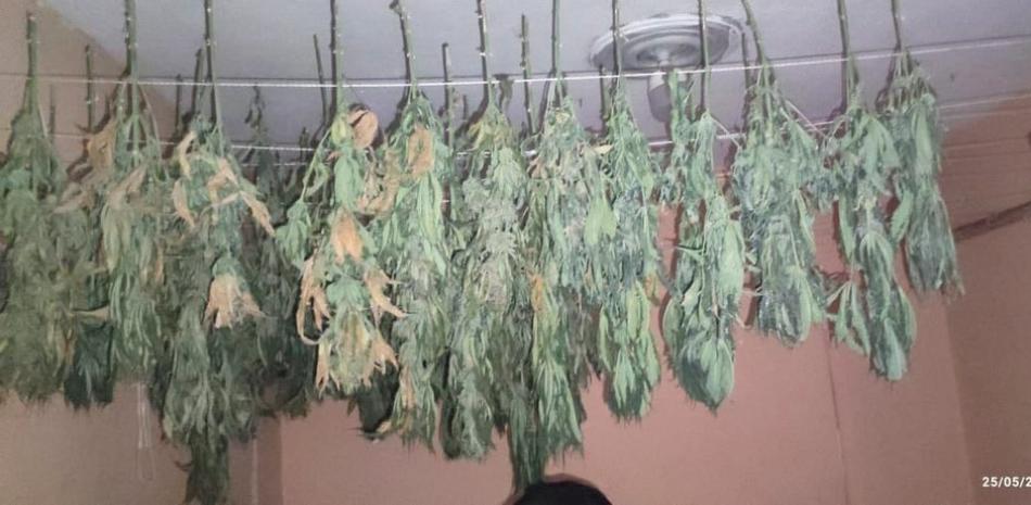 Plantación de marihuana en Pedernales