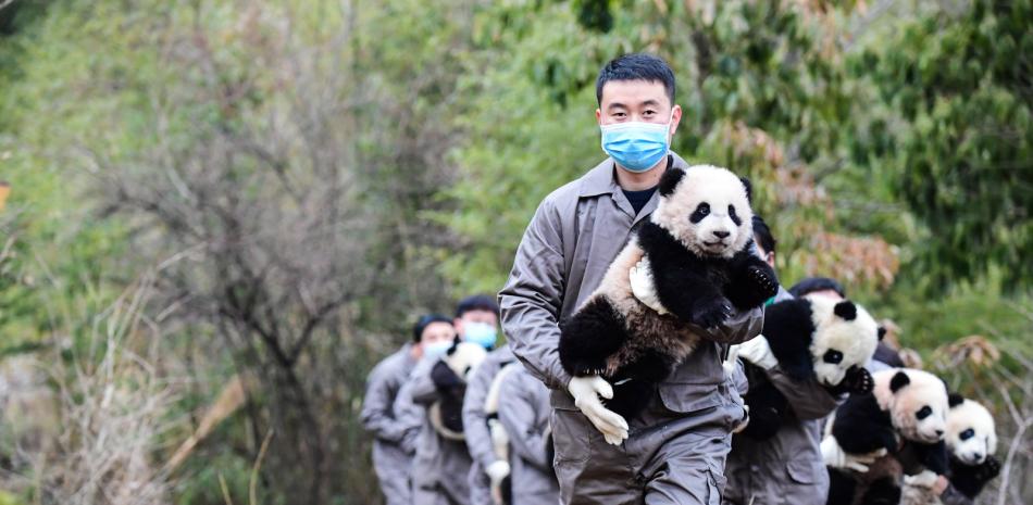 Cuidadores de pandas