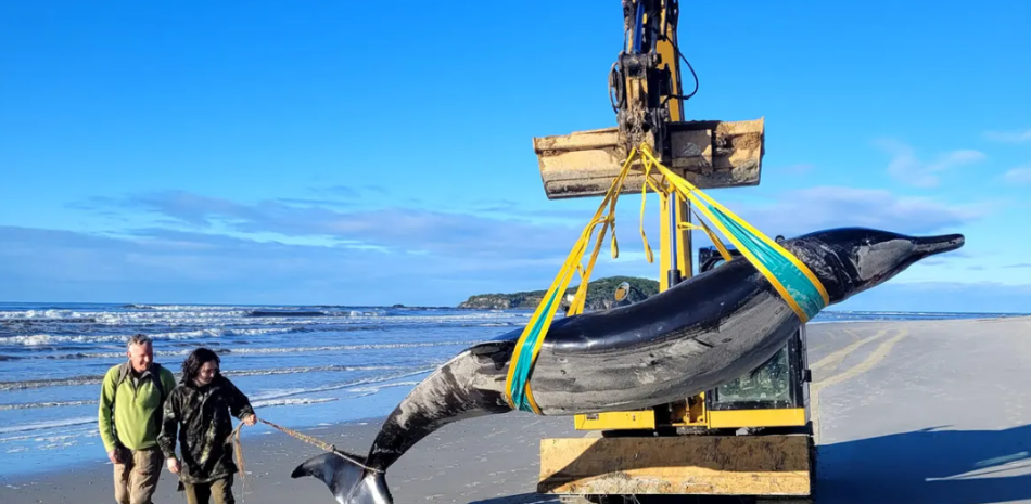 Ballena mas rara del mundo en Nueva Zelanda