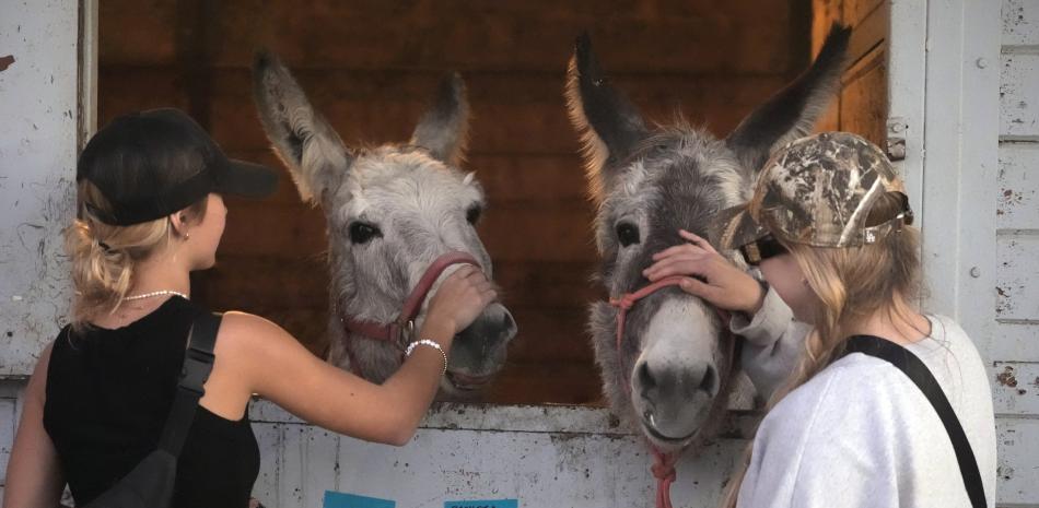 burros que han encontrado refugio temporal en el Centro Ecuestre de Los Ángeles