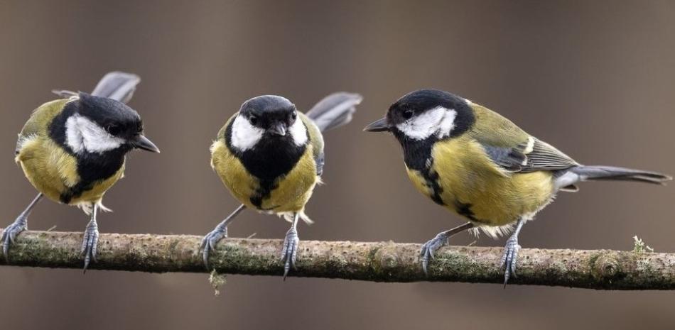 Ejemplares de carbonero común.
