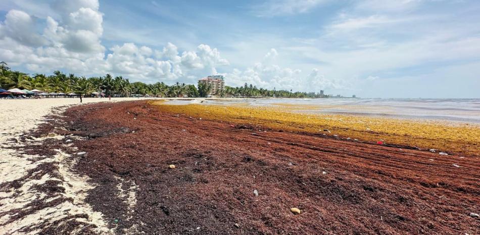 Sargazo invade playas de Juan Dolio y golpea al turismo local