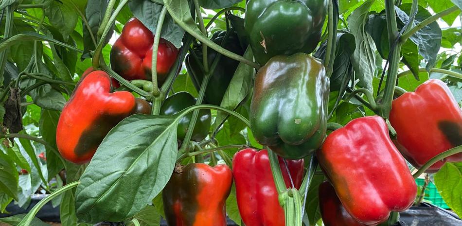 El precio del ají morrón esta entre 12 y 15 pesos la libra, lo que los productores dicen que no compensa el costo de producción