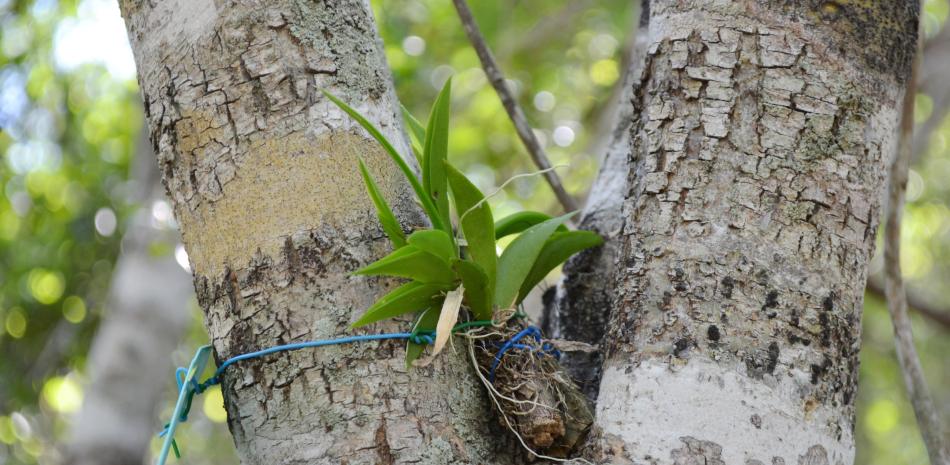 Reintroducción de orquídeas en la reserva científica Villa Elisa.