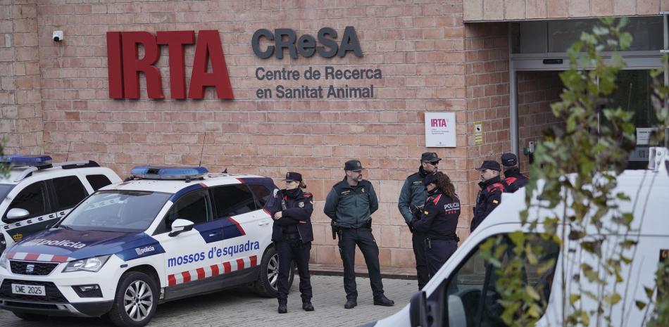 La Guardia Civil y los Mossos d'Esquadra vigilan el exterior de un laboratorio de animales como parte de una investigación judicial para determinar el origen de un brote de peste porcina africana en Bellaterra, a las afueras de Barcelona, ​​el 18 de diciembre de 2025.
"La Guardia Civil y los Mossos d'Esquadra están llevando a cabo esta mañana un registro e incautación en el laboratorio IRTA-CRESA", declararon ambos cuerpos en comunicados de prensa separados, especificando que las actuaciones fueron ordenadas por un juez de instrucción que declaró las actuaciones como "secretas".
El IRTA-CRESA es un laboratorio situado a pocos kilómetros de la zona boscosa del área metropolitana de Barcelona donde aparecieron los primeros jabalíes muertos que dieron positivo en peste porcina africana a finales de noviembre, en el primer brote de la enfermedad identificado en España desde 1994.IRTA-CRESA is a laboratory located a few kilometers from the wooded area in the Barcelona metropolitan area where the first dead wild boars that tested positive for African swine fever appeared in late November, in the first outbreak of the disease identified in Spain since 1994. (Photo by Manaure Quintero / AFP)
