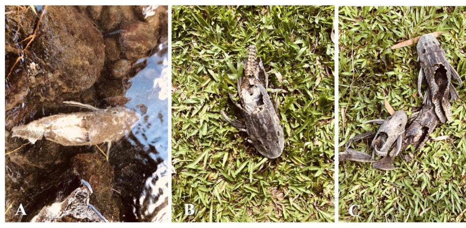 Restos de la cabeza y el vientre de ocho ejemplares de esta especie fueron encontrados en Caño Frío, San Cristóbal.