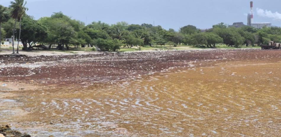 Buscan reducir impacto del sargazo en Barahona.