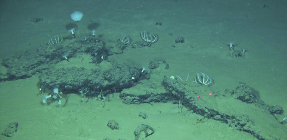 They find the largest and deepest whale cemetery, with remains of 3.5 million years