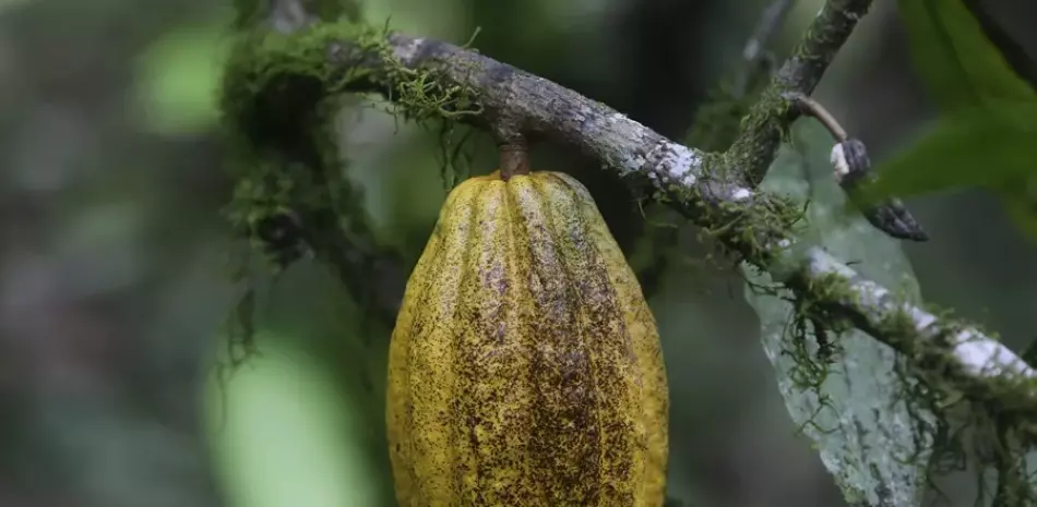 Día Mundial del Cacao y su precio ronda 5,600 dólares la tonelada