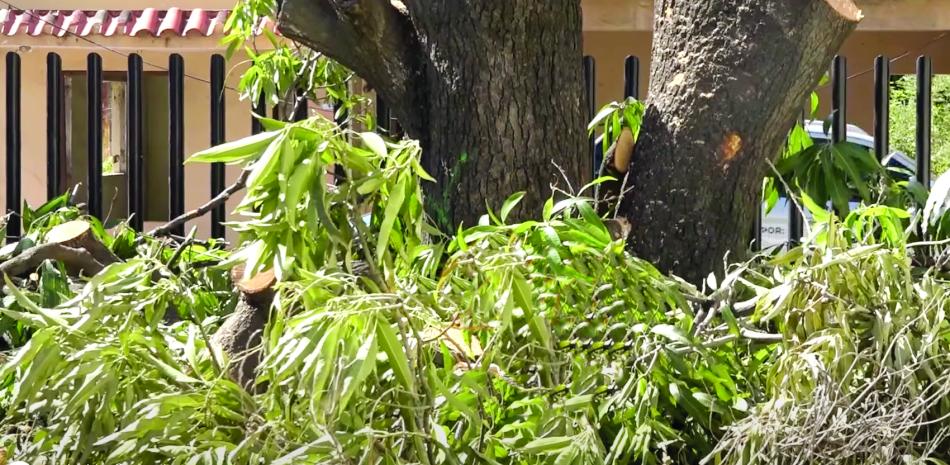 Troncos cercenados y follaje esparcido tras la eliminación de robles casi centenarios en Baní, una acción catalogada por ambientalistas como un grave atentado contra el patrimonio natural de la ciudad.