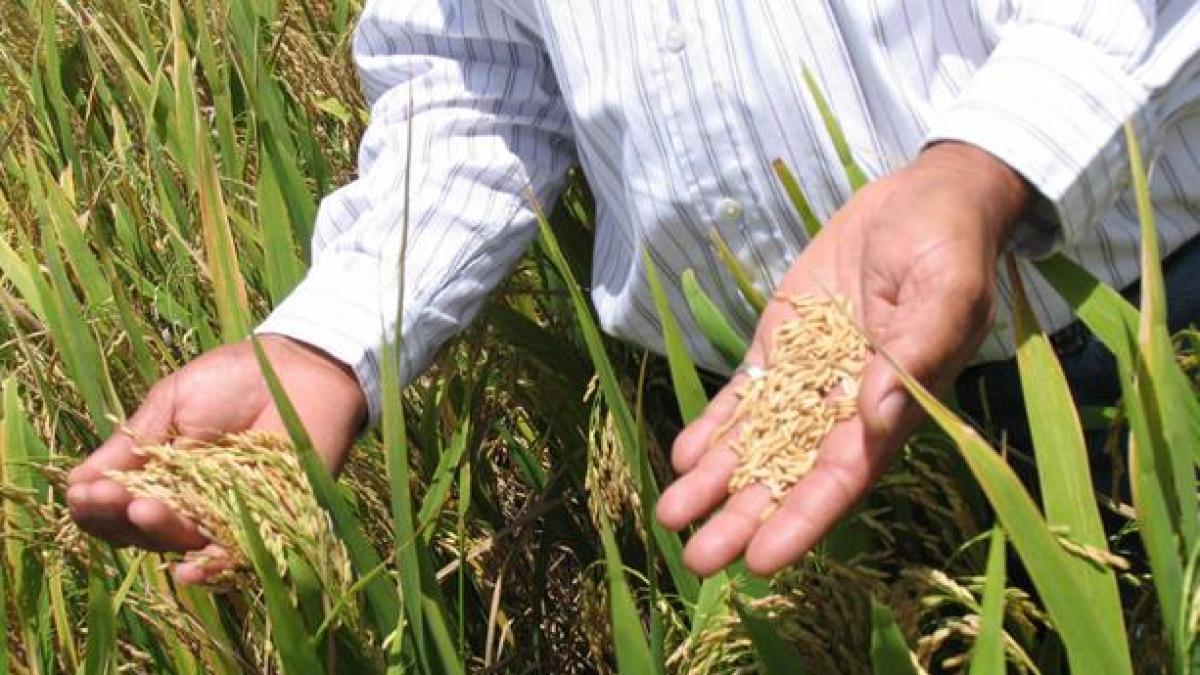 Experto sugiere acelerar la agroexportación y redefinir la política arrocera