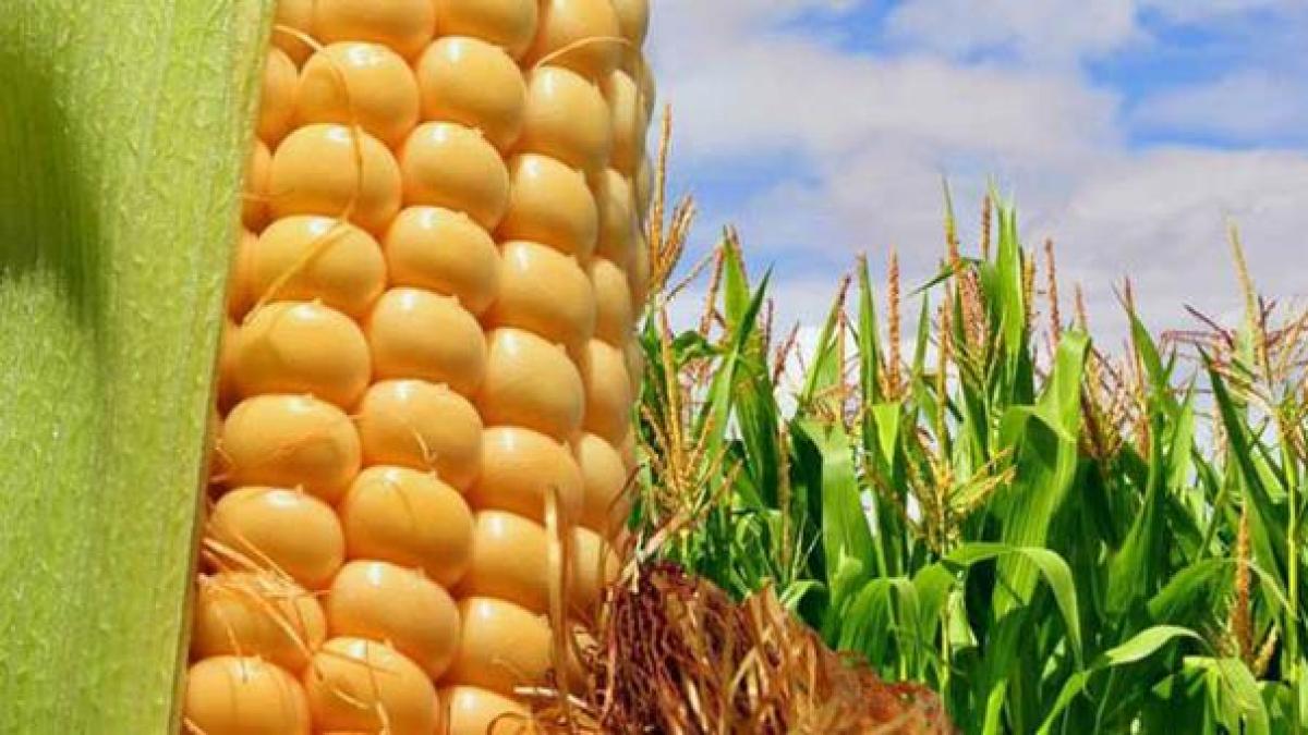 El precio de los alimentos calculado por la FAO subió en marzo debido al conflicto en Irán