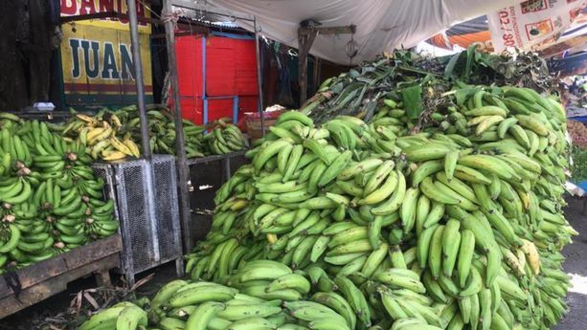 Comienza a bajar de precio el plátano, guineo verde y otros productos  agrícolas, según Proconsumidor