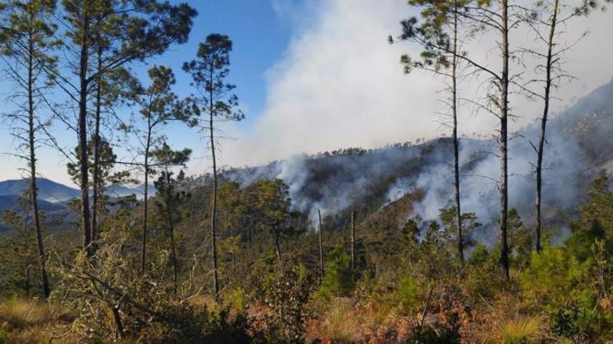 Prisión preventiva para dos hombres por deforestación en el Parque Nacional Valle Nuevo