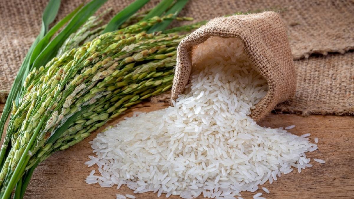 La producción de arroz se ha hecho más competitiva frente al cereal de Estados Unidos