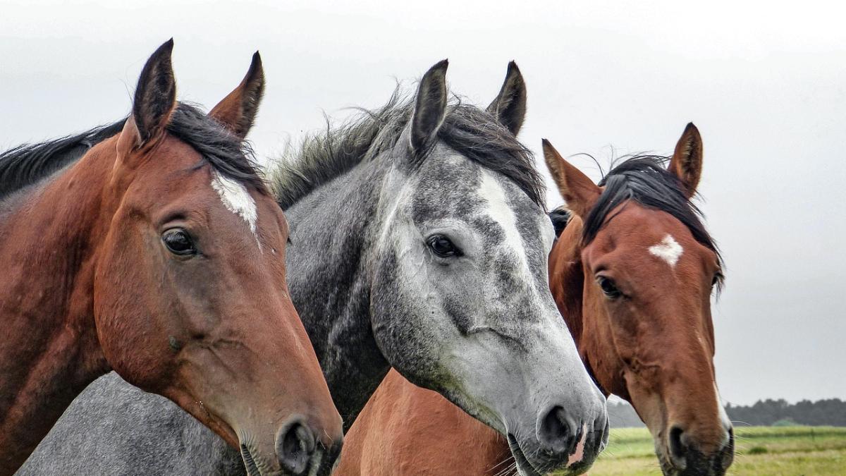 “Horses, New ‘Feelings’ at the End of the World | The Daily List