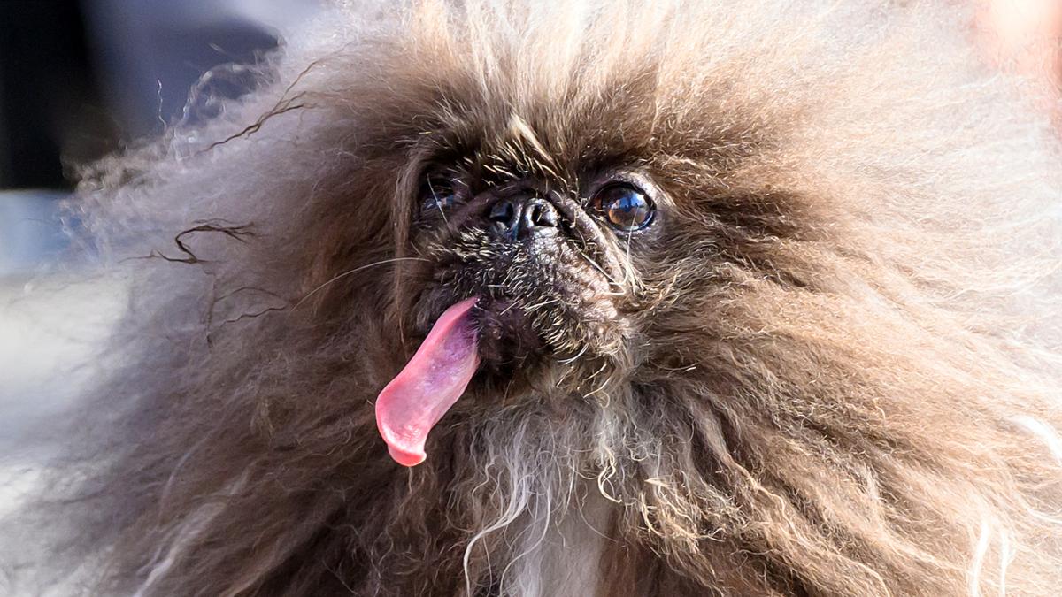 Pekingese Wild Tongue Crowned World’s Ugliest Dog Wins ,000