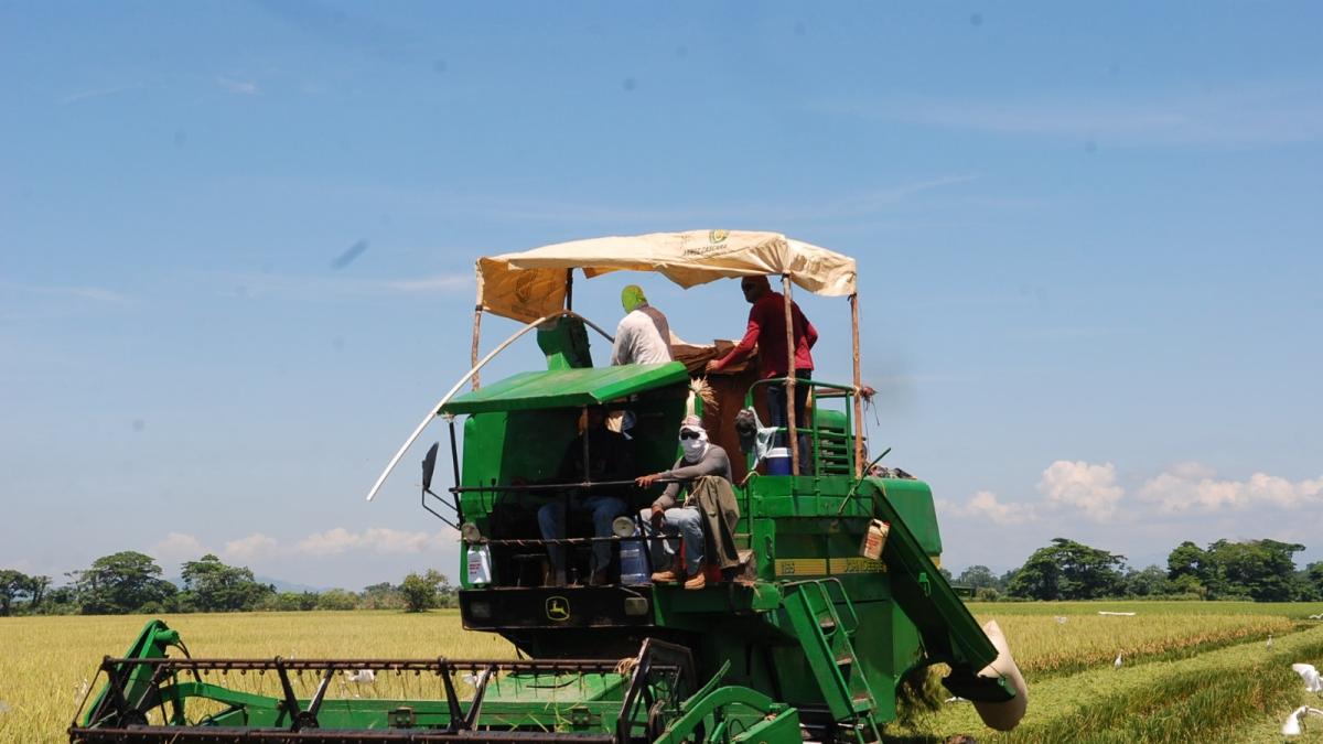 Comerciantes e industriales instan al Gobierno elaborar plan de respuesta sobre el arroz