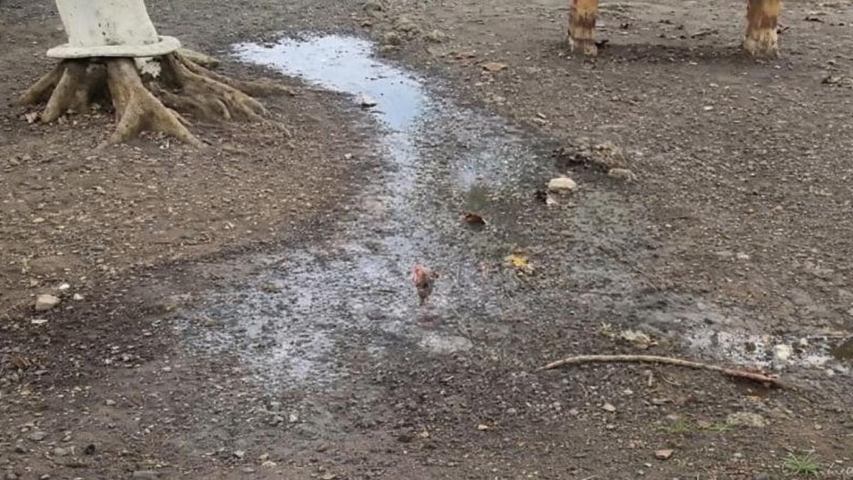 Heces fecales invaden patio y baños de la escuela de SFM; comunidad escolar exige solución inmediata