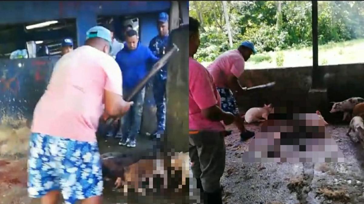 Fedda repudia el sacrificio “a palos” de cerdos decomisados en Nagua