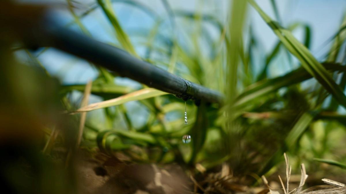 Uso eficiente del agua impulsa avances en sistemas de riego agrícola