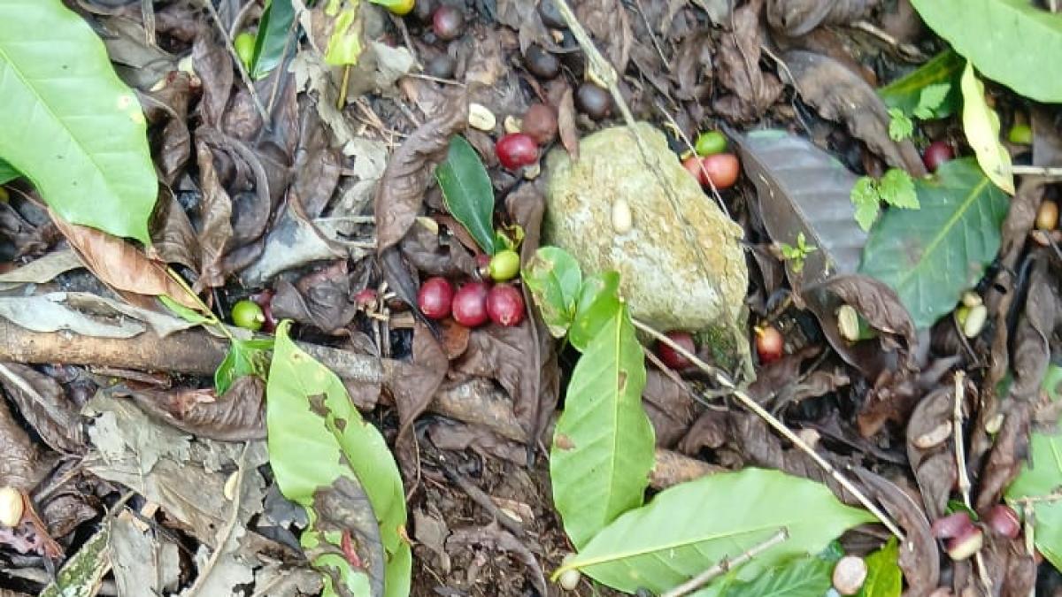 Abinader entregará apoyo a caficultores afectados de huracán Melissa