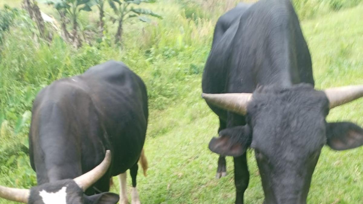 Cuatreros imbatibles: Denuncian el robo de caballos, mulos, vacas, cerdos y bueyes en Ocoa