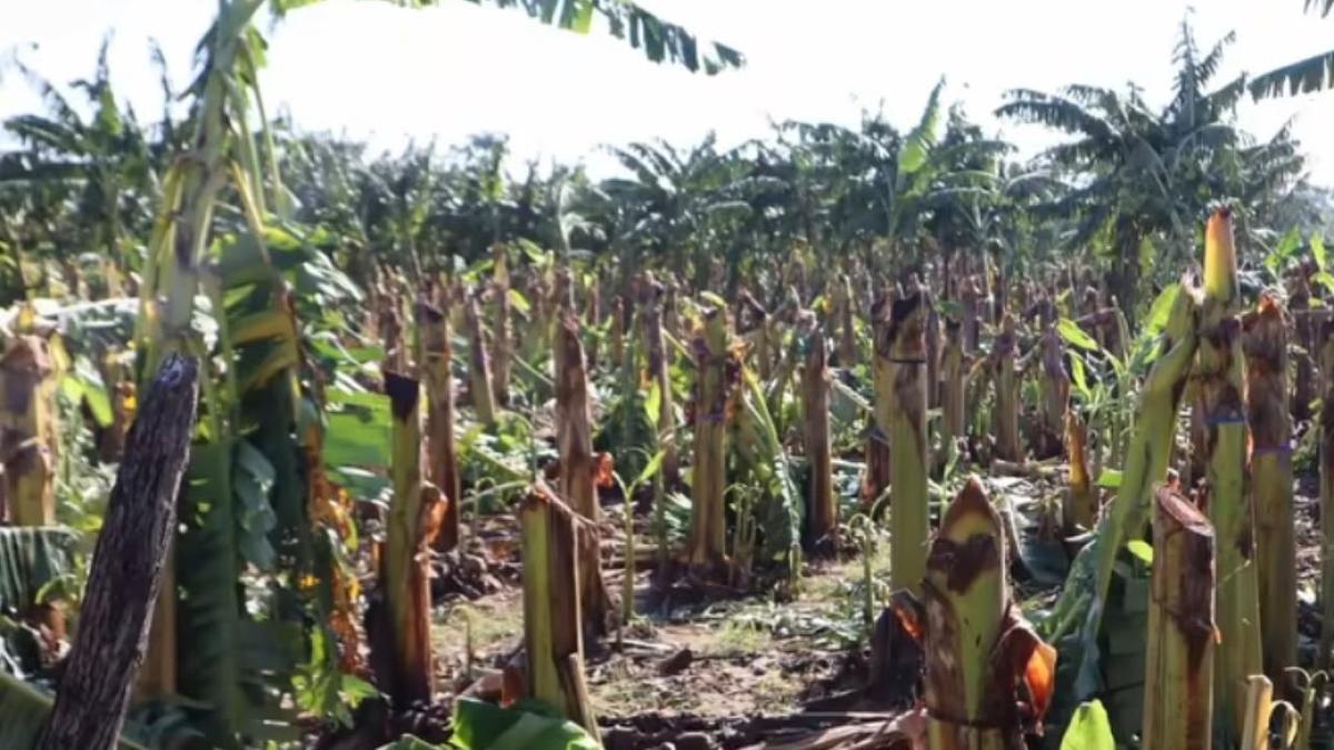 Tornado y lluvias causan daños cultivos en Valverde