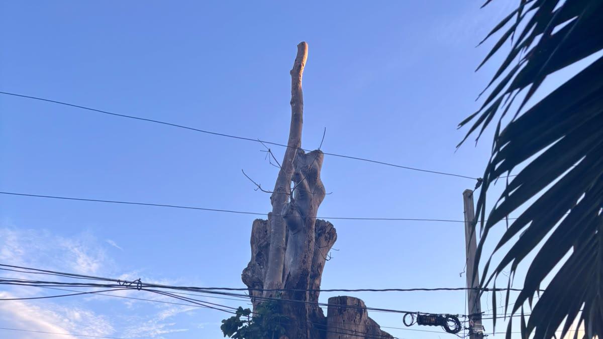 Con menos vegetación, las noches calurosas se multiplican por seis en la capital