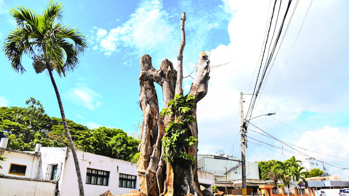 La tala del árbol centenario anacagüita divide a Los Prados
