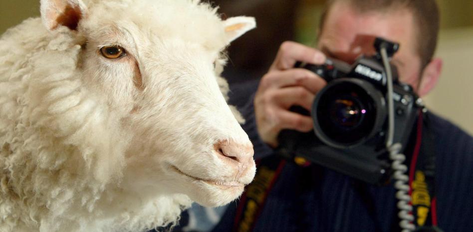 Dolly, la oveja que hizo pensar al mundo en la clonación humana