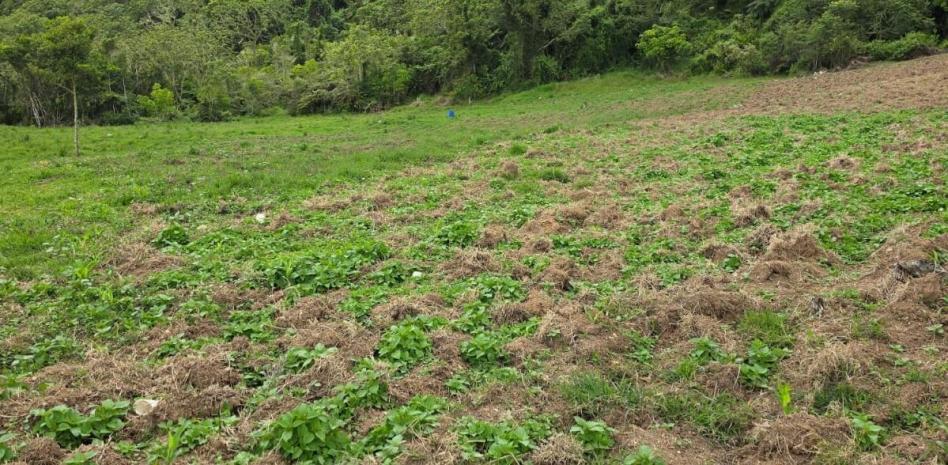 San José de Ocoa: La provincia que se ha convertido en foco de plantación de marihuana