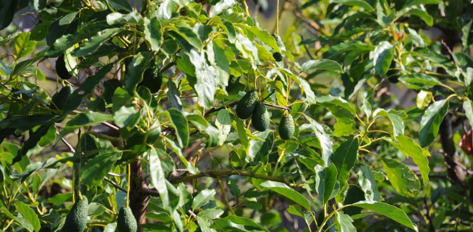 EEUU suspende importaciones de aguacate por alerta de violencia en México